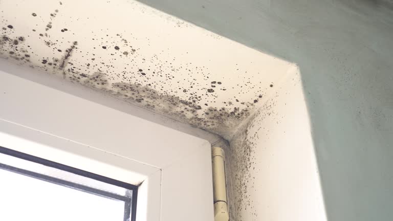 Mold Remediation for Rental Properties in Riverton, NJ